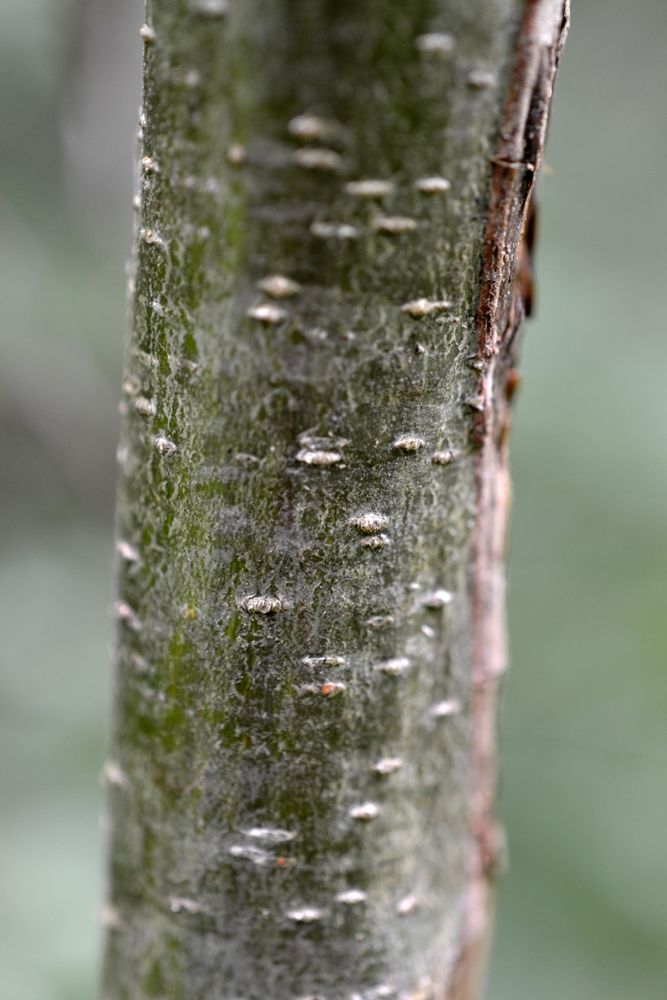 Alnus cordata (Loisel.) Duby, 1828