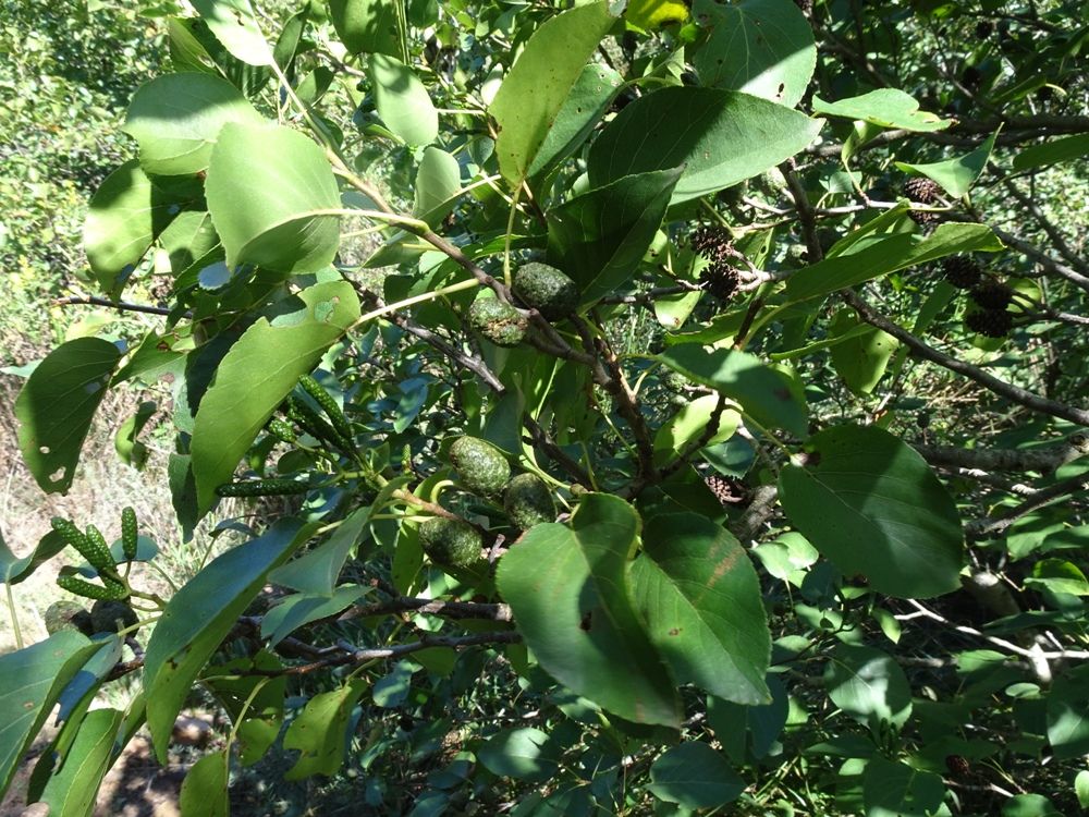 Alnus cordata (Loisel.) Duby, 1828