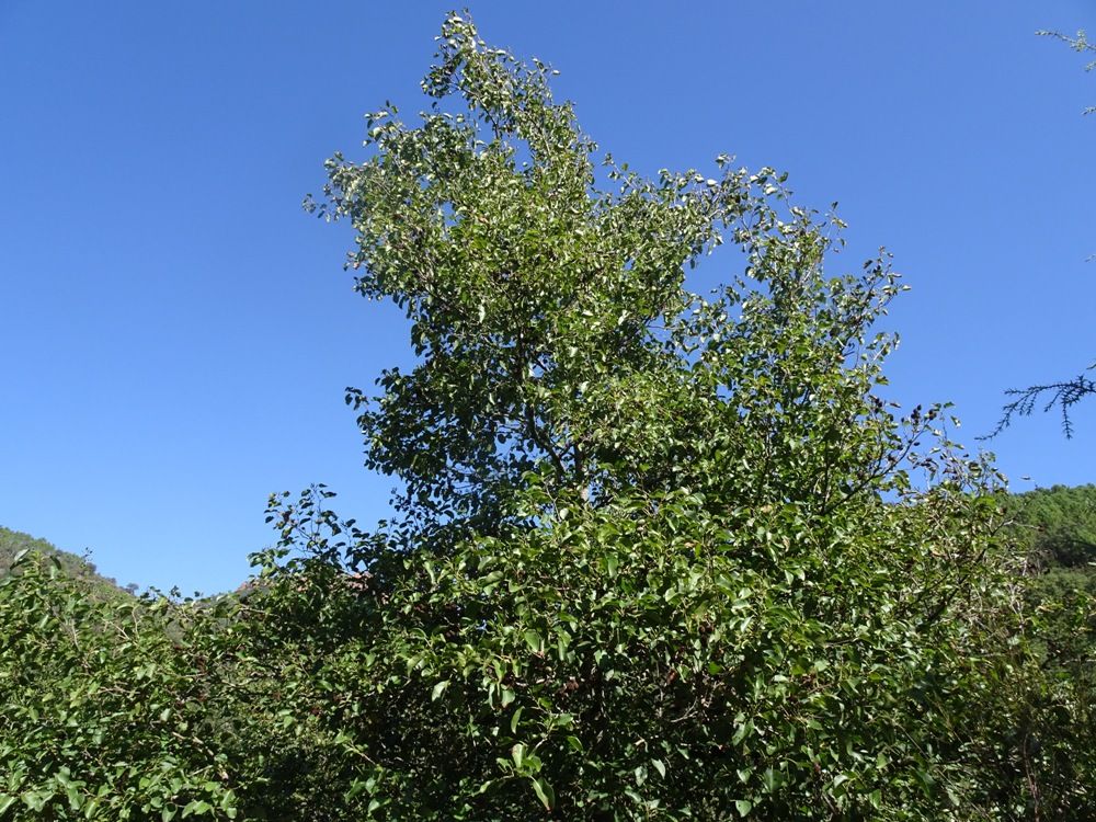 Alnus cordata (Loisel.) Duby, 1828