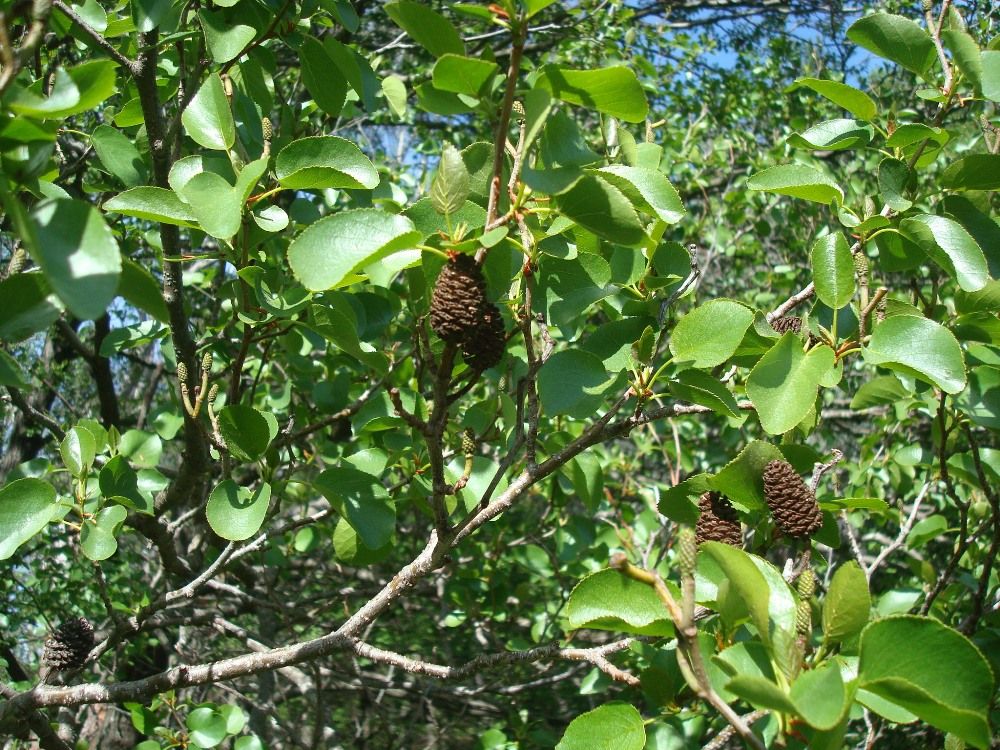Alnus cordata (Loisel.) Duby, 1828
