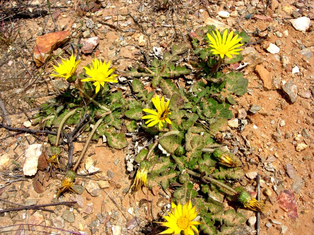 Arctotheca calendula (L.) Levyns, 1942