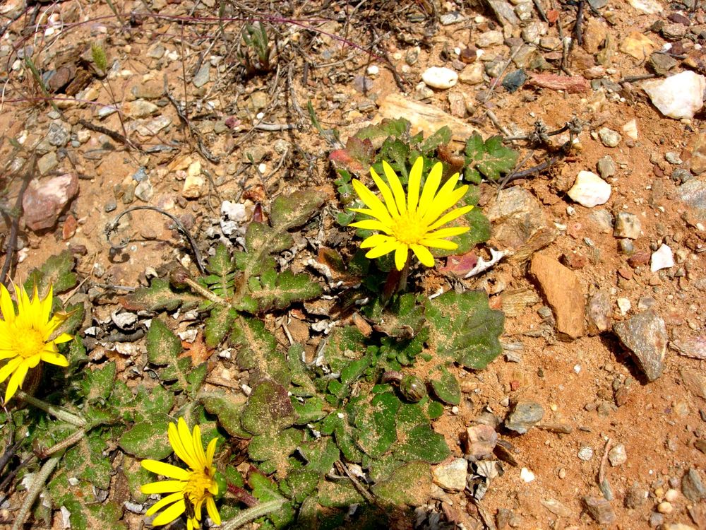Arctotheca calendula (L.) Levyns, 1942