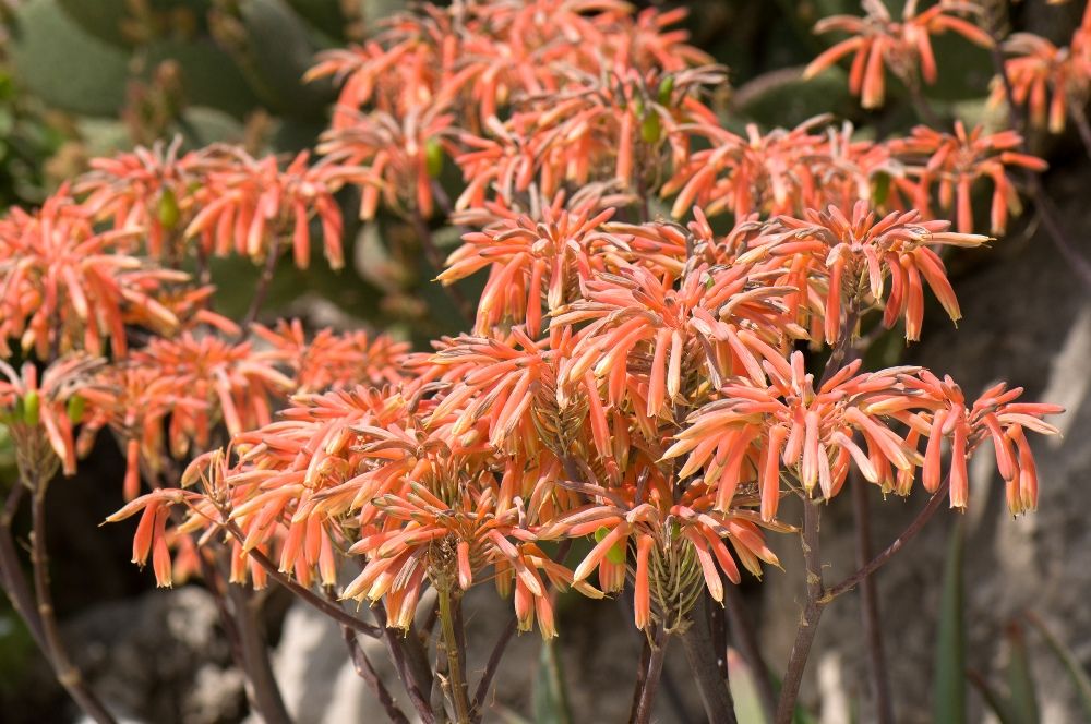 Aloe maculata All., 1773
