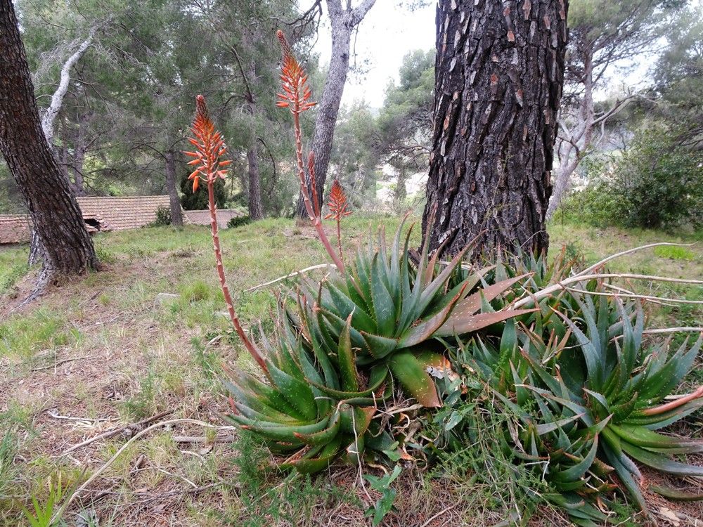 Aloe maculata All., 1773