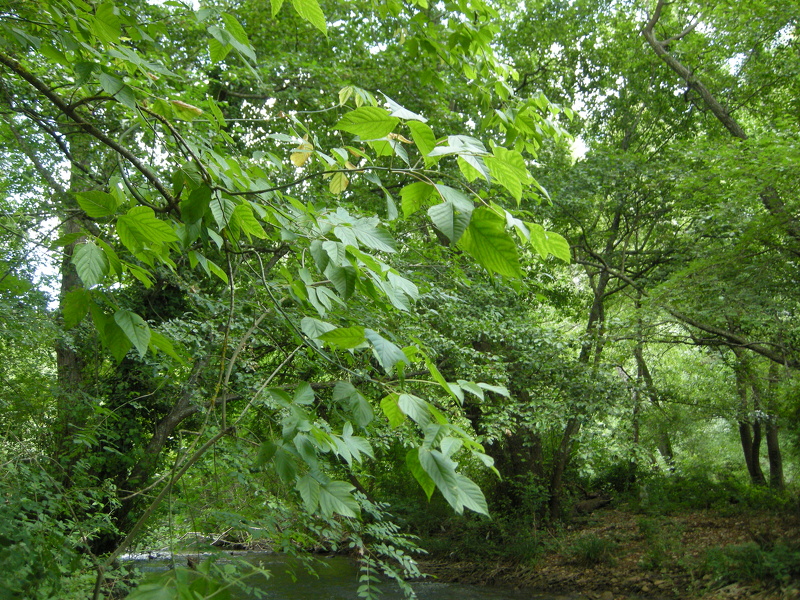 Acer negundo L., 1753