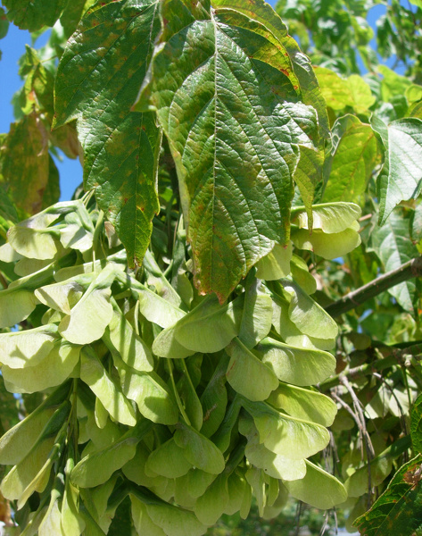 Acer negundo L., 1753