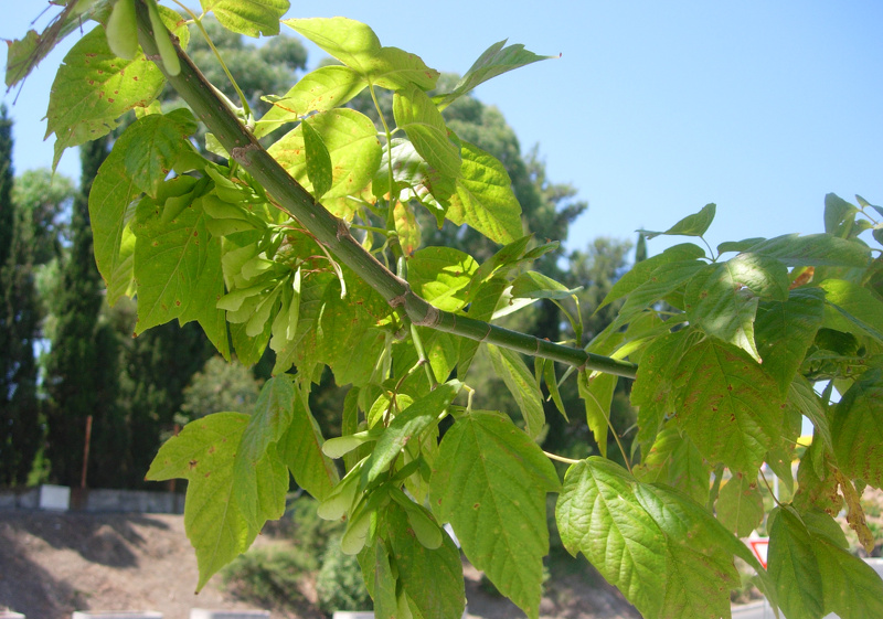 Acer negundo L., 1753
