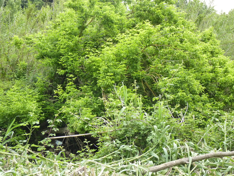 Acer negundo L., 1753