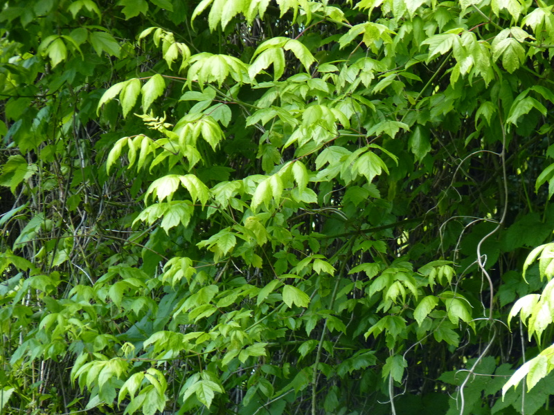 Acer negundo L., 1753