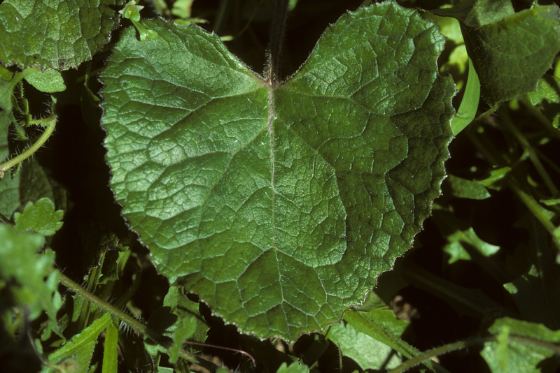 Petasites pyrenaicus (L.) G.López, 1986 [syn. Petasites fragrans (Vill.) C.Presl, 1826]
