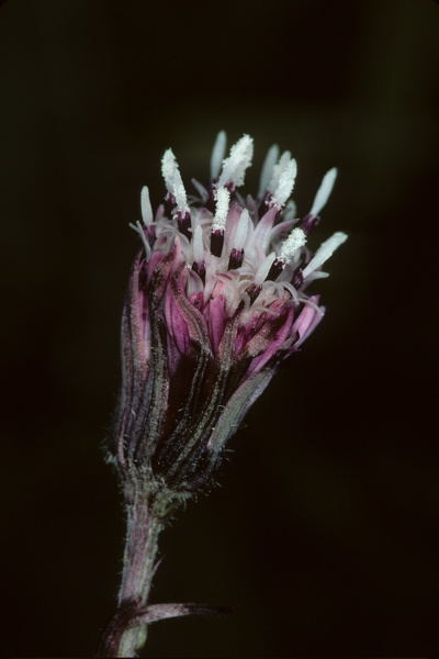 Petasites pyrenaicus (L.) G.López, 1986 [syn. Petasites fragrans (Vill.) C.Presl, 1826]