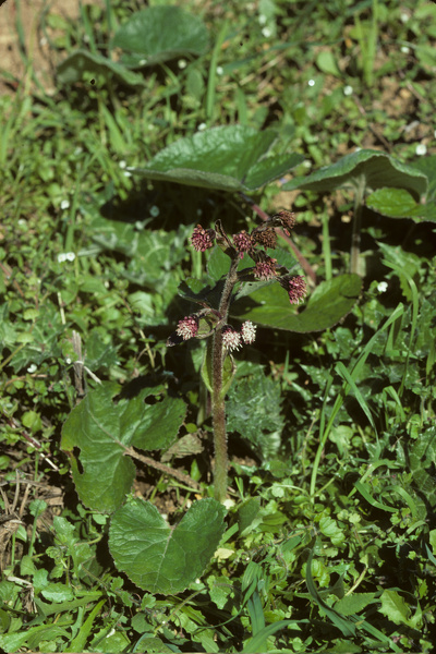 Petasites pyrenaicus (L.) G.López, 1986 [syn. Petasites fragrans (Vill.) C.Presl, 1826]