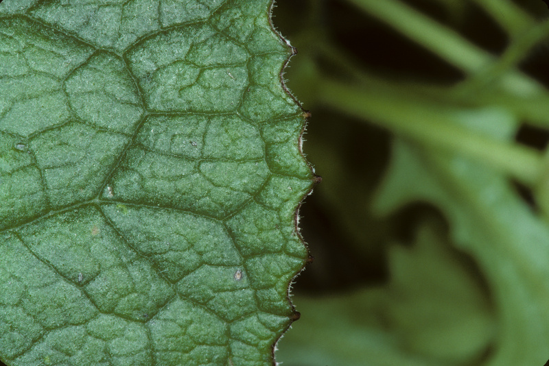 Petasites pyrenaicus (L.) G.López, 1986 [syn. Petasites fragrans (Vill.) C.Presl, 1826]
