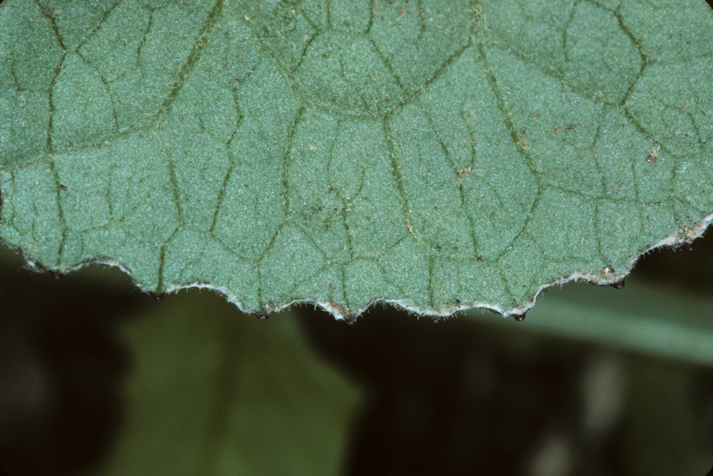 Petasites pyrenaicus (L.) G.López, 1986 [syn. Petasites fragrans (Vill.) C.Presl, 1826]