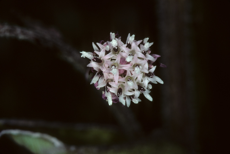 Petasites pyrenaicus (L.) G.López, 1986 [syn. Petasites fragrans (Vill.) C.Presl, 1826]