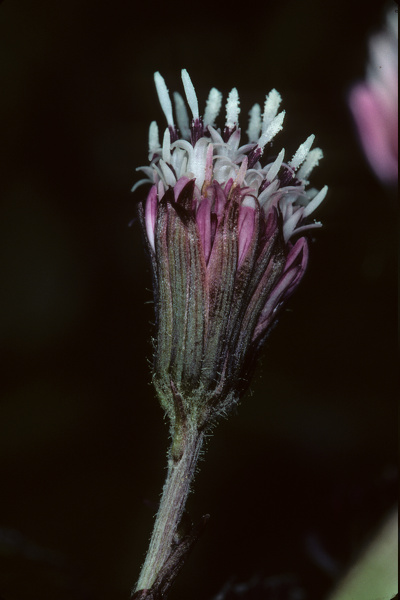 Petasites pyrenaicus (L.) G.López, 1986 [syn. Petasites fragrans (Vill.) C.Presl, 1826]