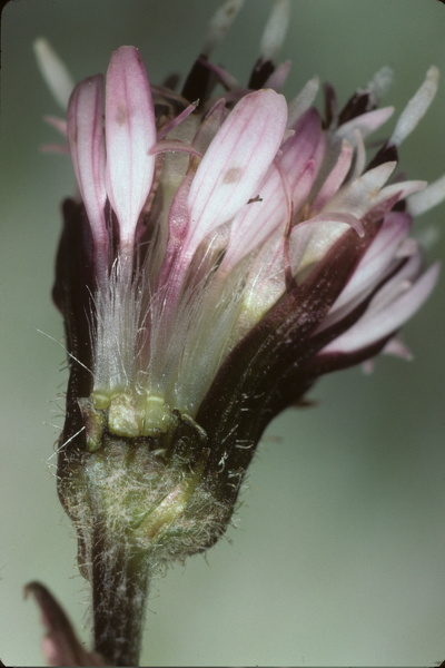 Petasites pyrenaicus (L.) G.López, 1986 [syn. Petasites fragrans (Vill.) C.Presl, 1826]