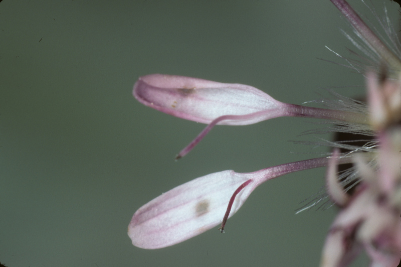 Petasites pyrenaicus (L.) G.López, 1986 [syn. Petasites fragrans (Vill.) C.Presl, 1826]