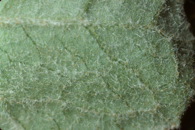 Petasites pyrenaicus (L.) G.López, 1986 [syn. Petasites fragrans (Vill.) C.Presl, 1826]