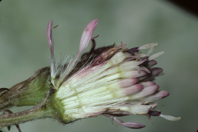 Petasites pyrenaicus (L.) G.López, 1986 [syn. Petasites fragrans (Vill.) C.Presl, 1826]