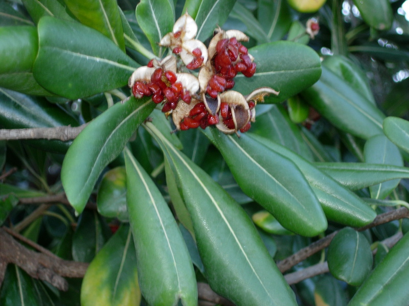 Pittosporum tobira (Thunb.) W.T.Aiton, 1811
