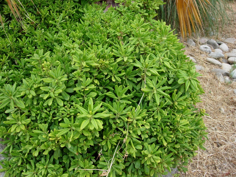 Pittosporum tobira (Thunb.) W.T.Aiton, 1811