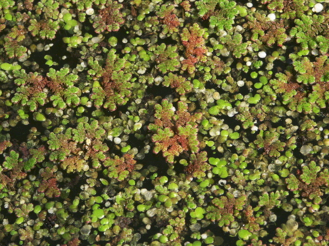 Azolla filiculoides Lam., 1783