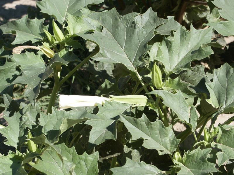 Datura stramonium L., 1753