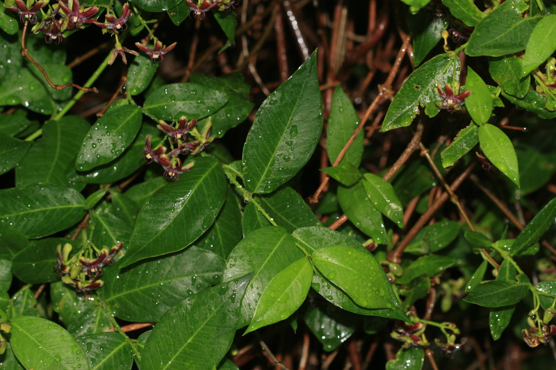 Periploca graeca L., 1753