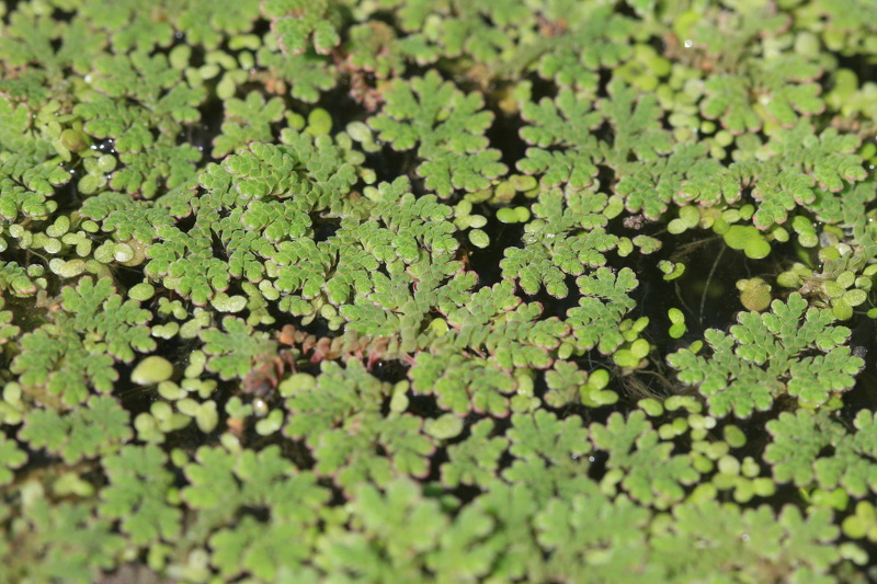 Azolla filiculoides Lam., 1783