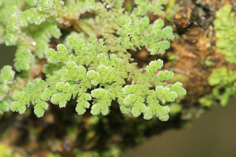 Azolla filiculoides Lam., 1783