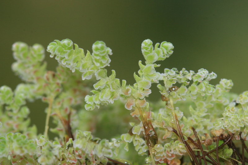 Azolla filiculoides Lam., 1783
