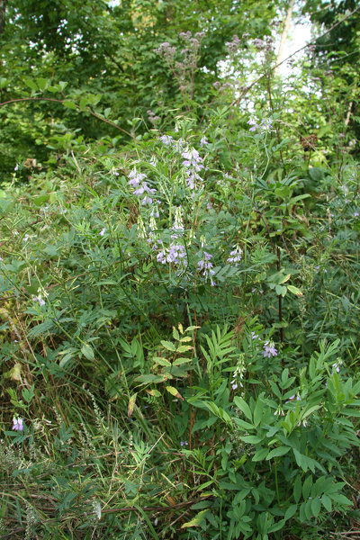 Galega officinalis L., 1753