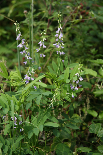 Galega officinalis L., 1753