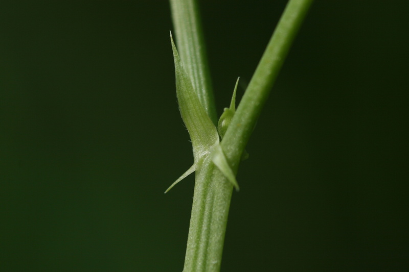 Galega officinalis L., 1753