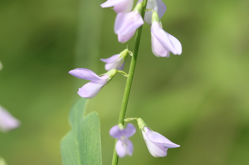 Galega officinalis L., 1753