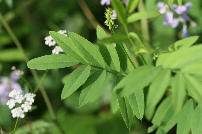 Galega officinalis L., 1753