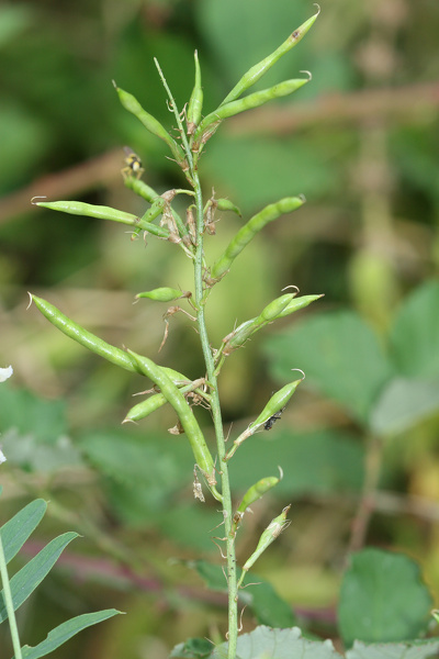 Galega officinalis L., 1753
