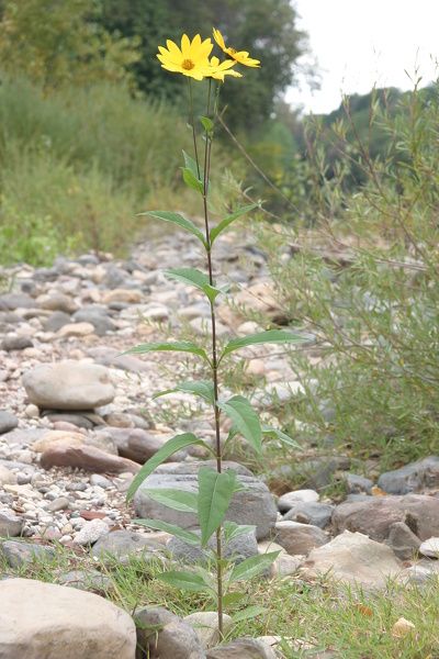 Helianthus tuberosus L., 1753