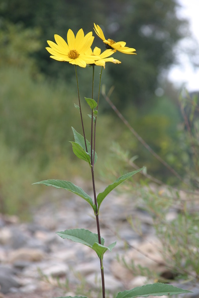 Helianthus tuberosus L., 1753