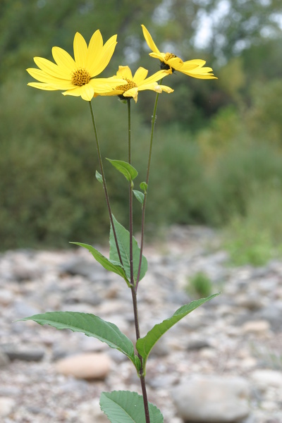 Helianthus tuberosus L., 1753