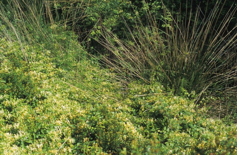 Lonicera japonica Thunb., 1784