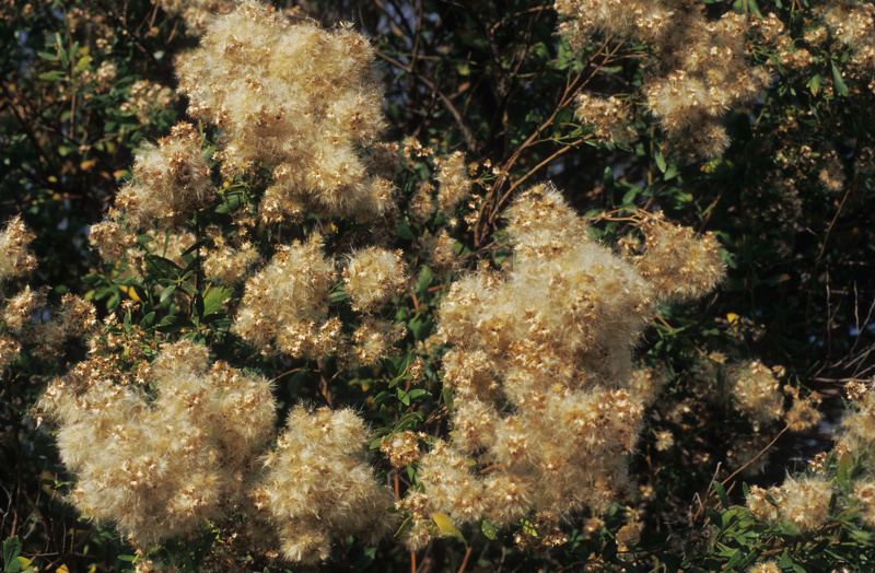 Baccharis halimifolia L., 1753