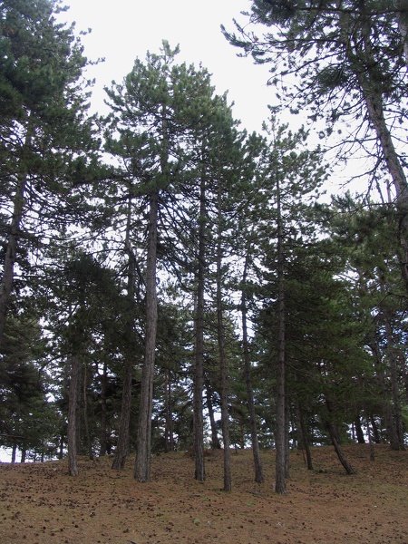 Pinus nigra subsp. nigra J.F.Arnold, 1785 [hors plantations]