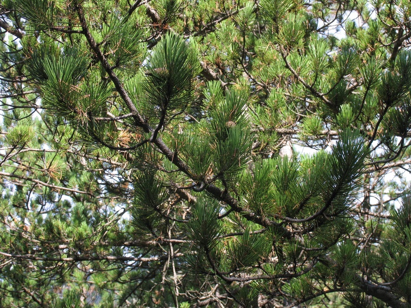 Pinus nigra subsp. nigra J.F.Arnold, 1785 [hors plantations]