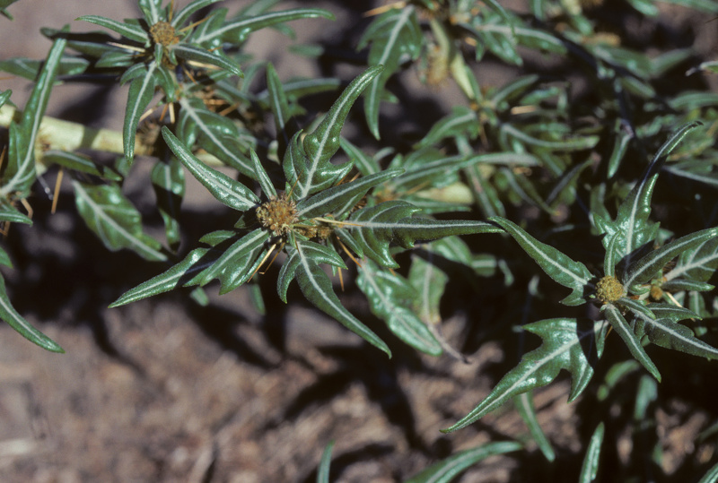 Xanthium spinosum L., 1753