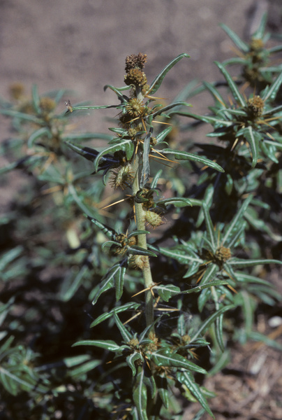 Xanthium spinosum L., 1753