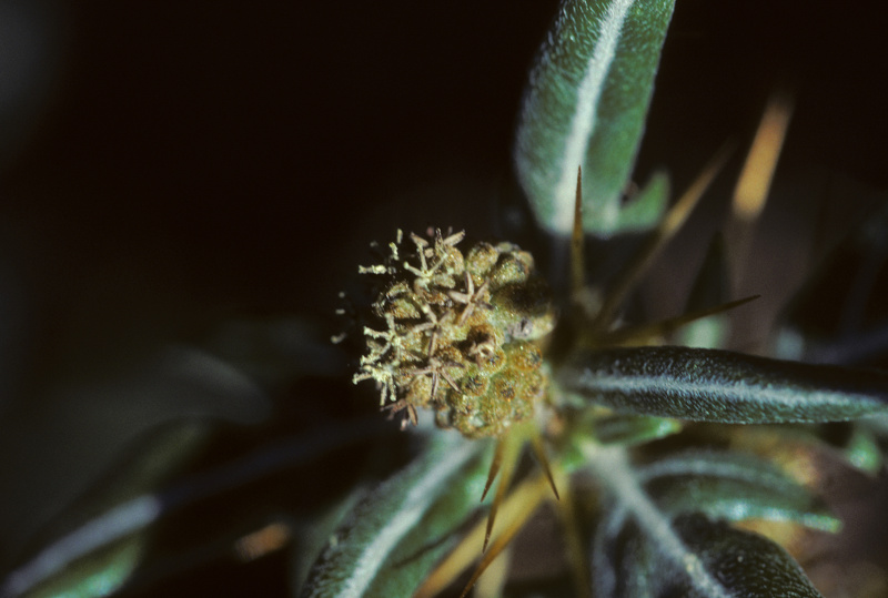 Xanthium spinosum L., 1753