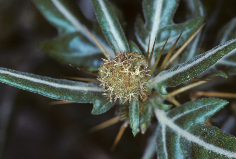 Xanthium spinosum L., 1753