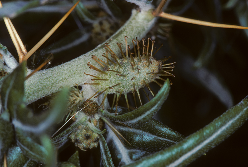 Xanthium spinosum L., 1753